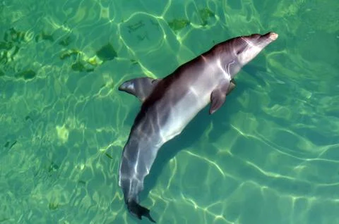 Bottlenose dolphin Stock Photos