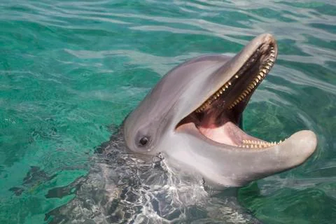 Bottlenose dolphin Stock Photos