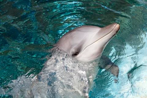 Bottlenose Dolphin Stock Photos