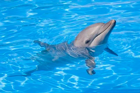 Bottlenose Dolphin 写真素材