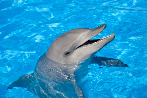 Bottlenose Dolphin 写真素材