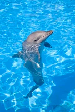 Bottlenose Dolphin 写真素材
