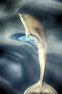 Bottlenose Dolphin Stock Photos