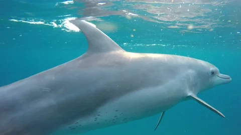 Bottlenose dolphin play Stock Footage 138088767