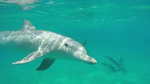 Bottlenose dolphin play Stock Footage 138090636