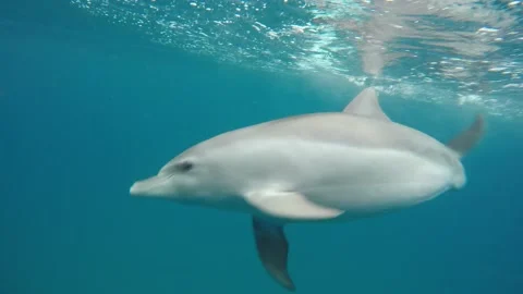 Bottlenose dolphin play Stock Footage 148694861