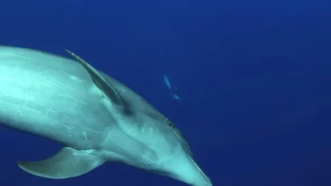 Bottlenose Dolphin playing in clear blue water of the pacific ocean Stock Footage 84738815