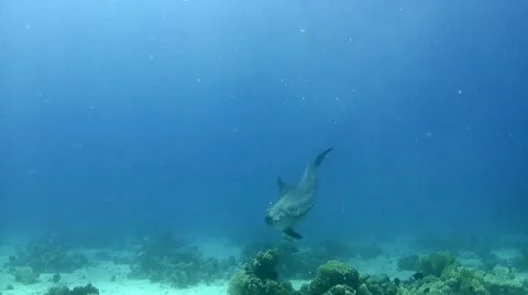 Bottlenose dolphin playing with jellyfish Video stock 63746433