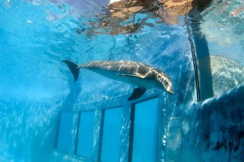 Bottlenose dolphin in a pool Stock Photos