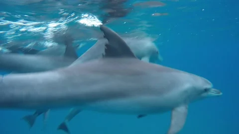 Bottlenose dolphin resting Stock Footage 148693910