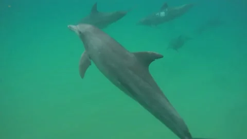 Bottlenose dolphin seaweed Stock Footage 148694242