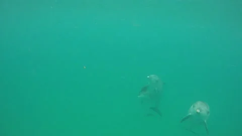 Bottlenose dolphin seaweed Stock Footage 149269933