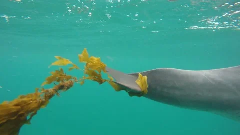 Bottlenose dolphin seaweed play Stock Footage 149269965