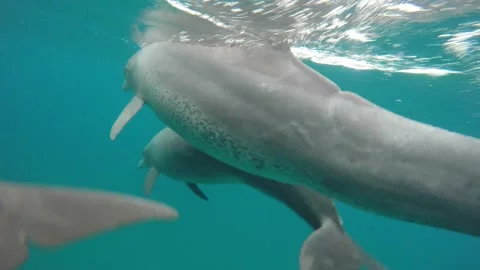 Bottlenose dolphin shark bite Stock Footage 148693391