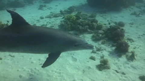 Bottlenose dolphin smiling in the camera Stock Footage 58190687