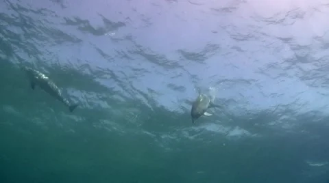 Bottlenose dolphin smiling in the camera Stock Footage 63744484