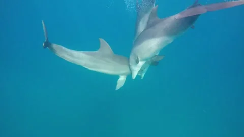 Bottlenose dolphin social Stock Footage 148119224