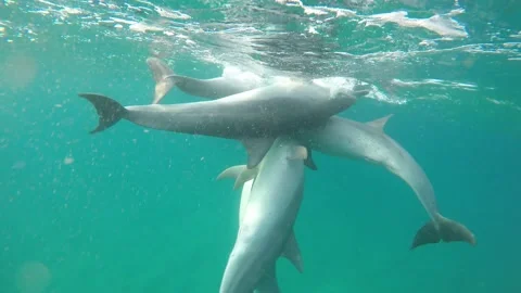 Bottlenose dolphin social interaction Stock Footage 148694866