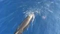 Bottlenose dolphin splashing water at camera SD Footage