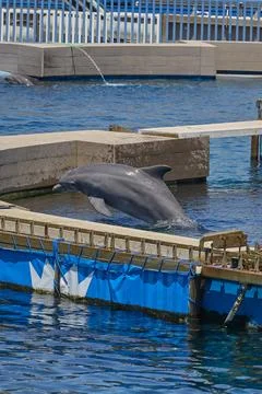 Bottlenose dolphin surfacing beside training platform in marine aquarium Stock Photos