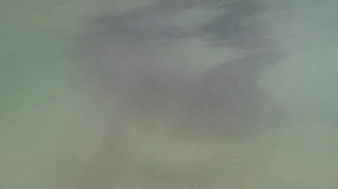 Bottlenose dolphin swimming close to camera underwater Video stock 58906217