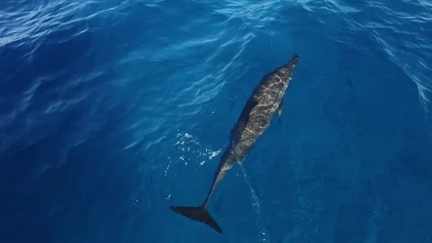Bottlenose dolphin swimming in a crystal blue ocean in the wild Stock Footage 114709452