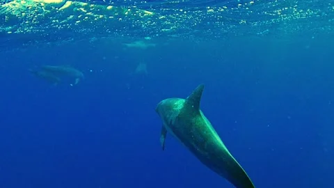 Bottlenose Dolphin Swimming Underneath The Waves And Diving Back Towards Vidéo 136578828