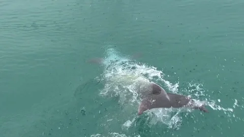 Bottlenose Dolphin Tail Slap in Bay of Islands, New Zealand Stock-Footage 84081392