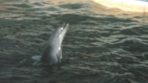 Bottlenose Dolphin Tail Walking In Marine Park Pool Australia 1970s Stock Footage 341347270