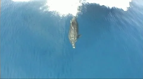 Bottlenose dolphin under the bow of a moving ship Vídeo Stock 11515637