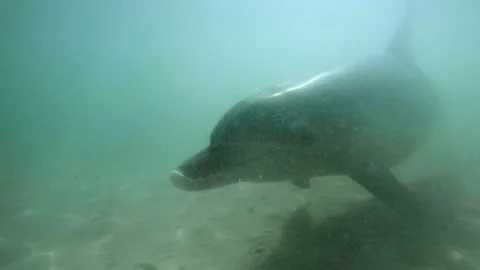 A bottlenose dolphin underwater Video stock 88459438