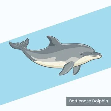 Bottlenose Dolphin Vector Illustration - Friendly Marine Mammal Cartoon Cha.. Stock Illustration