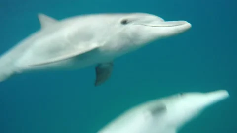 Bottlenose dolphin water entry Stock Footage 148695204