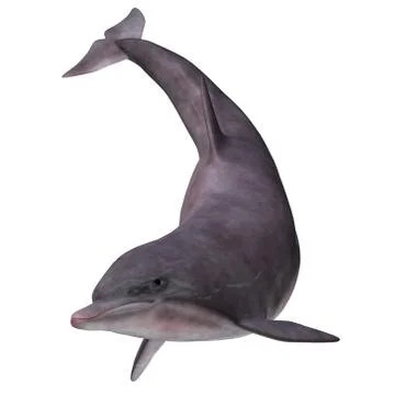 Bottlenose Dolphin on White Stock Illustration