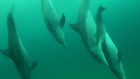 Bottlenose Dolphins Ducking Vidéo 208865566