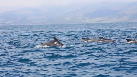 Bottlenose dolphins Stock Footage 92812655