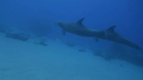 Bottlenose dolphins interact with scuba diver in wild. Stock Footage 66544121