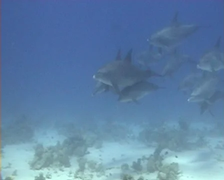 Bottlenose dolphins passing scuba divers Vídeo Stock 1097903