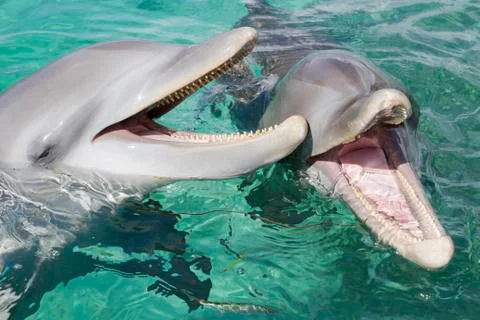 Bottlenose dolphins Stock Photos