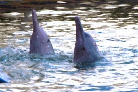 Bottlenose dolphins Stock Photos