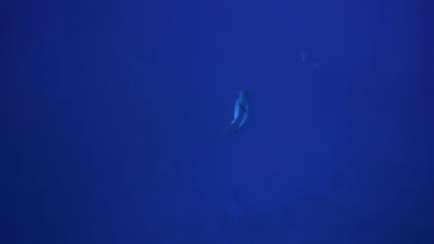 Bottlenose dolphins playing, socializing Stock Footage