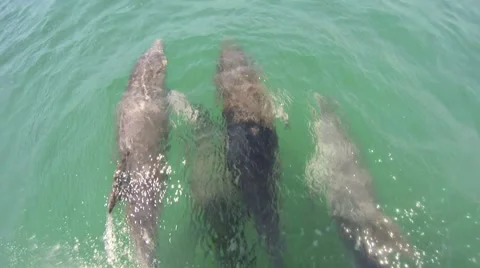Bottlenose Dolphins Swimming on Bow of Boat HD Stock Footage