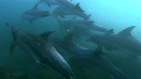 Bottlenose dolphins swimming parallel to the camera over a rocky reef in So.. Stock Footage 342757718