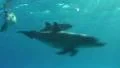 Bottlenose dolphins (tursiops truncatus) swimming close to the surface HD Footage