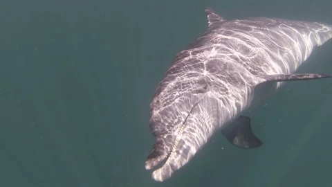 Bottlenosed Dolphin Stock Footage 70021572