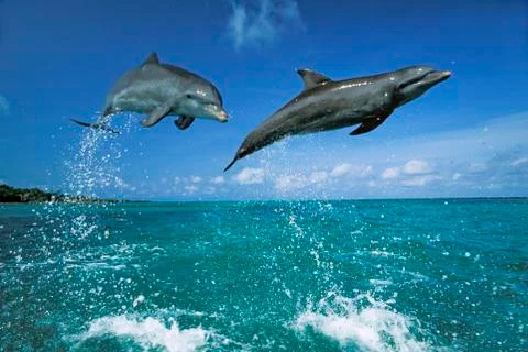 Bottlenosed dolphins (tursiops truncatus) leaping, caribbean, central america Stock Photos