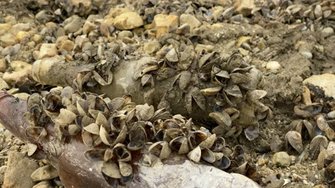 Bottles and stones covered with shells molluscs on the dried-up lake. Stock Footage 139326050