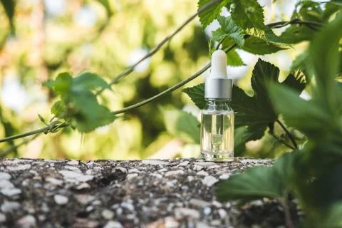 Bottles of transparent serum next to natural stones against a gray wall with Stock Photos