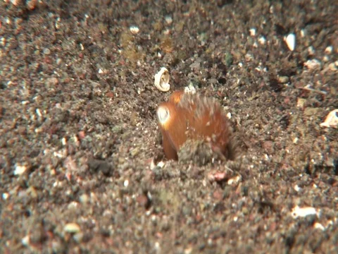 Bottletail Squid Stock Footage 98860001