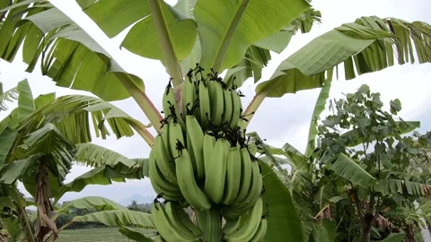 Bottom-up and top to bottom view to banana bunch with many green bananas against Stock Footage 131804733